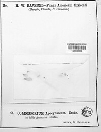 Coleosporium apocynaceum image